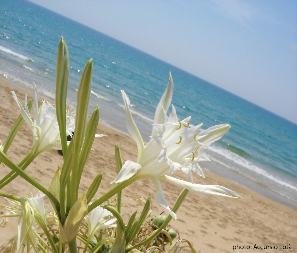 Villa Fiori Beach Menfi Exterior foto